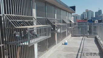 出租北京朝阳区管庄村个人自建精品不锈钢鸽舍,活棚 死棚 有意者请面谈联系电话 15910845220联系人 王先生 管庄王崇祥鸽舍